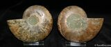 Very nice Inch Split Ammonite Pair #588-2